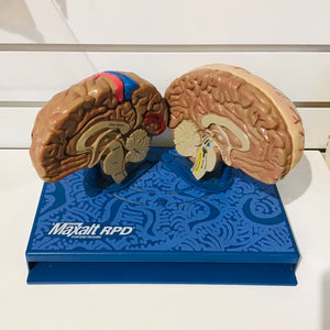 Merck Maxalt Migraine Headache Display Brain Model