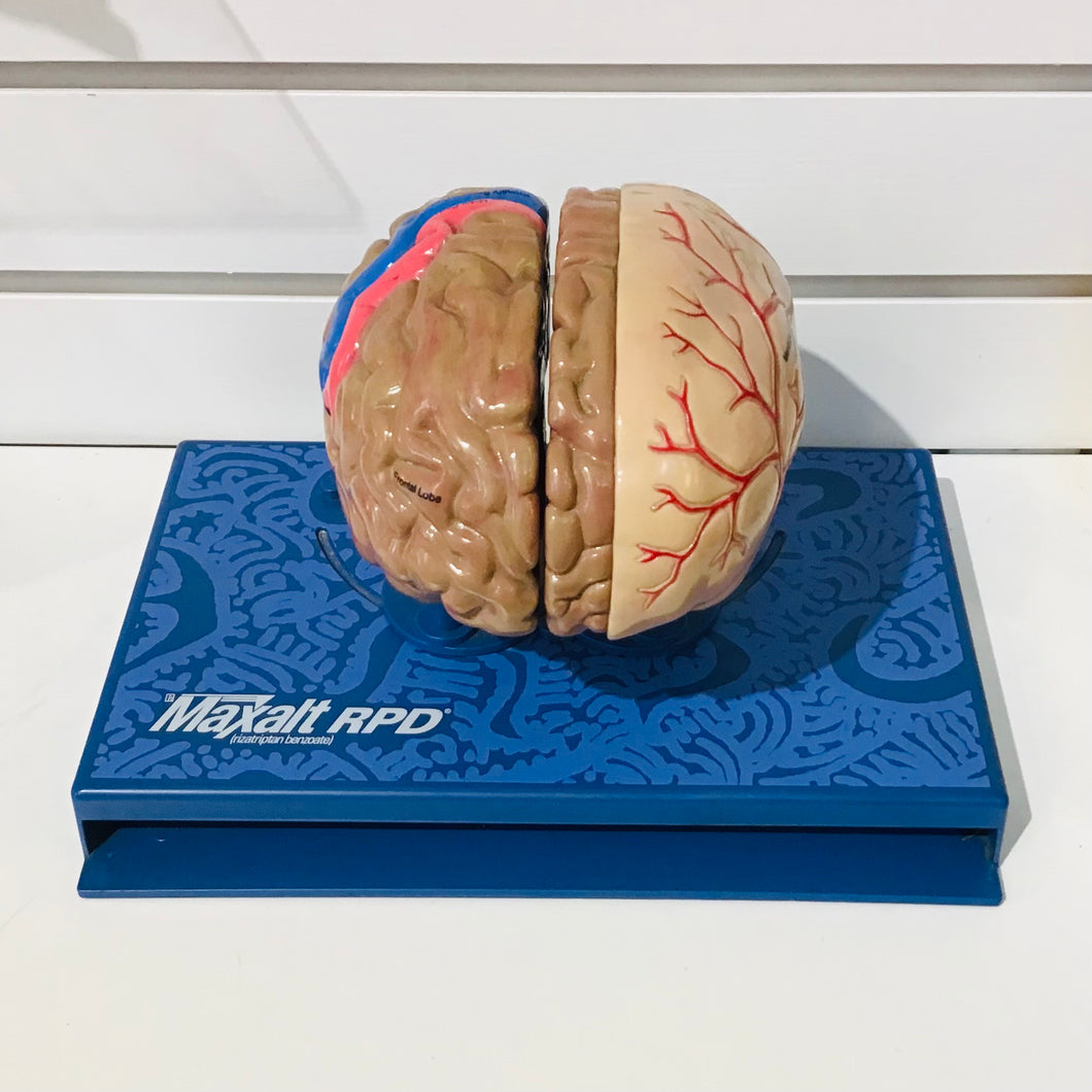 Merck Maxalt Migraine Headache Display Brain Model