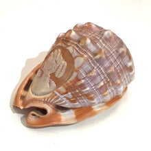 Load image into Gallery viewer, Italian Conch Shell with Carved Cameo